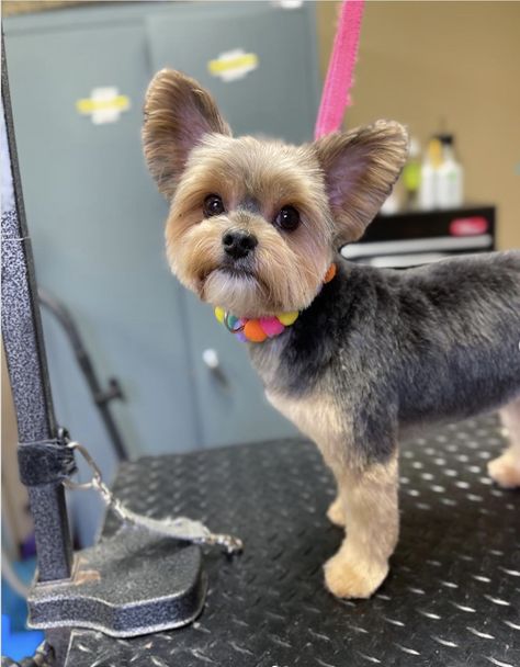 Yorkie Teddy Bear Haircut: Tips for a Cute Look - Rocky Kanaka Yorkie Teddy Bear Cut, Teddy Bear Haircut, Yorkie Puppy Cut, Yorkie Haircut, Blonde Hair Bangs, Yorkie Cuts, Pictures Of Short Haircuts, Haircut Tips, Yorkie Haircuts