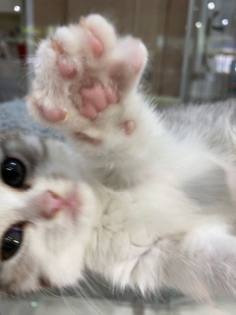 Toe Beans Cat Paws, Cat Toe Beans, Silly Kitties, Toe Beans, Cat Boarding, Cute Cats And Kittens, Cat Paws, Warrior Cats, Cute Funny Animals