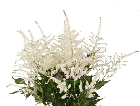 Astilbe White - Washington - Potomac Floral Wholesale Painted Branches, Fresh Rose Petals, Dried Wreath, Wholesale Roses, Dendrobium Orchids, Greenery Garland, Preserved Roses, Cymbidium Orchids, Flower Packaging