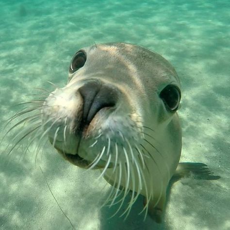 "How do my whiskers look?" - Cheeky Australian Sea Lion spotted on a tour with @sharkcagediving in @southaustralia www.parkmyvan.com.au #ParkMyVan #Australia #Travel #RoadTrip #Backpacking #VanHire #CaravanHire‬‬‬ Earth Hd, Silly Animal Pictures, New Zealand Adventure, Cute Seals, Baby Seal, Close Up Photo, Marine Mammals, Silly Animals, Sea Lion