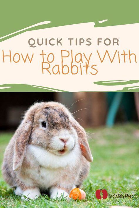 Diy Bunny Toys, Rabbit Information, Mini Lop Bunnies, Rabbit Behavior, Lop Bunnies, Funny Bunny Videos, Rabbit Habitat, Pet Rabbit Care, Lionhead Rabbit