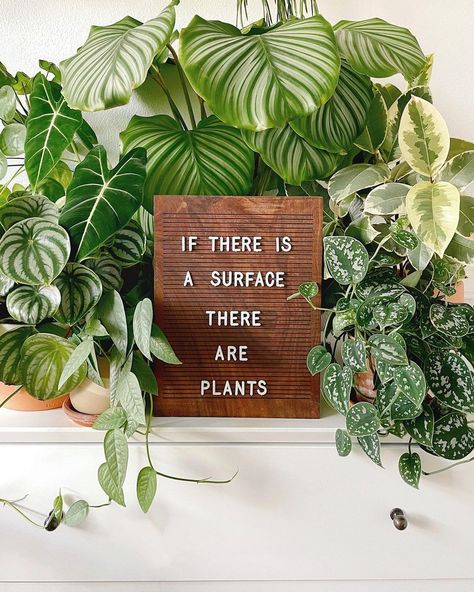 Funny Plant Quotes, Plant Quotes, Plants Funny, Plant Goals, Plants Quotes, Life Rules, Plant Mom, Instagram Life, Epiphany