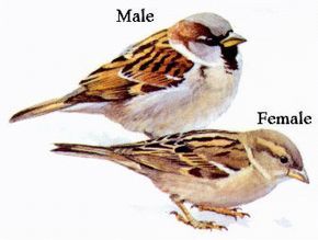 Brazilian Birds, Sparrow Drawing, Sparrow Art, Tatoo Inspiration, Bird Identification, House Sparrow, Common Birds, Sparrow Bird, British Birds