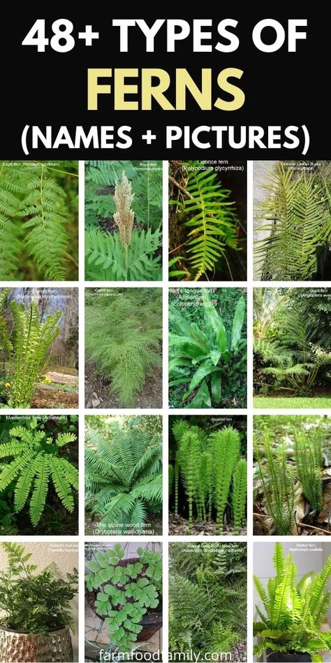 48+ Types Of Ferns (Indoor, Outdoor, Aquarium) With Photos Fern Types, Types Of Fern Plants, Indoor Fern Plants, Outdoor Aquarium, Plants Low Light, Indoor Ferns, Fern Plants, Types Of Ferns, Plant Diy