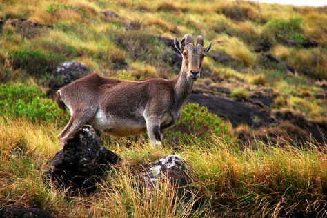 Nilgiri Tahr, Taxidermy Animals, God's Own Country, Munnar, Kerala India, Animal References, Zoology, Art Culture, Heaven On Earth