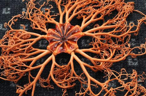 The Basket Star is an extraordinary marine invertebrate. As a group, they are a type of brittle star. Most species of Basket Star possess a relatively small central disk. This is surrounded by numerous, many branched arms. These are typically curled and gnarly. The various species vary greatly in size. Some species are only 1 in (2,5 cm) across. Others are as much as 3 ft (1m) across. They are quite flexible, ans can curl into tight balls when threatened. They do not possess blood as such. I... Starfish Species, Brittle Star, Sea Plants, Deep Sea Creatures, Bio Art, Water Colours, Underwater Creatures, Underwater Life, Water Life