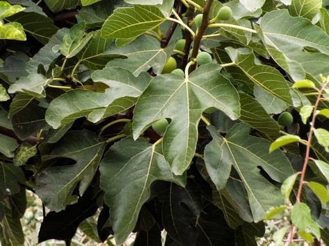 Fig Tree Plant, Green Fig, Leaf Cookies, Foraged Food, Growing Garlic, Fig Recipes, Dried Figs, Fig Leaves, Wild Edibles