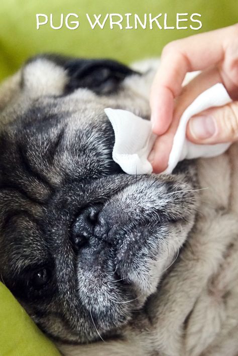 Pug Care Tips Puppys, Pug Training, Brindle Pug, Necklace For Dogs, Teacup Pug, Pug Jewelry, Pug Breed, Old Pug, Black Pug Puppies