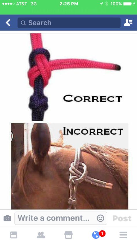 Horse Information, Horse Care Tips, Horse Halters, Horse Halter, Horse Riding Tips, Rope Halter, Horse Training Tips, Horse Equipment, Horse Tips