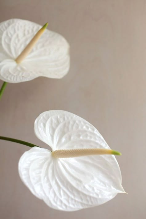 Anthurium Plant, Anthurium Flower, Single Flower, Exotic Plants, Hotel Lobby, Types Of Flowers, Beautiful Blooms, White Aesthetic, Amazing Flowers