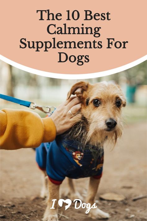 Dog Calming Remedies, Lifestyle Improvement, Calming Herbs, Supplements For Dogs, Itchy Dog, Holistic Pet Care, Dog Wellness, Mood Support, Dog Nutrition