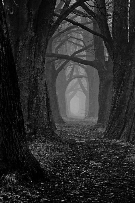 Most Beautiful Nature, Beautiful Nature Photography, Dark Forest Aesthetic, Photography Dark, Foggy Forest, About Nature, Tree Photography, Forest Photography, Dark Places