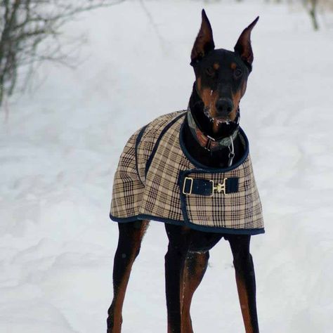 This Foggy Mountain Dog coat is made for the coldest winter weather! The Foggy Mountain Nylon Plaid Turnout does not slide while your dog plays in the snow. To allow maximum heat retention, this do... Cold Drip, Bandana Pattern, Pet Items, Doberman Dogs, Dog Clothes Patterns, Pet Dress, Dog Coat, Pet Fashion, Mountain Dog