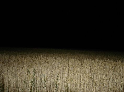 farmland Corn Field, Dreamcore Weirdcore, Southern Gothic, Dark Aesthetic, Horror Movies, At Night, The Darkest, Film, Photography