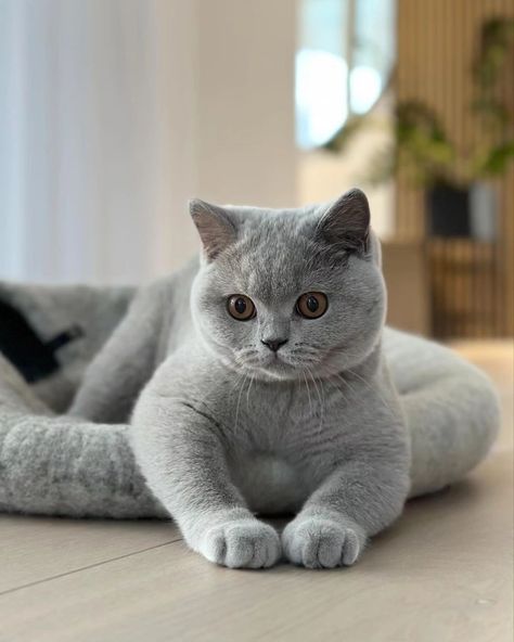 British Short Haired Cat, British Blue Cat, Cat Phone Wallpaper, Dream's Cat, British Shorthair Cats, Grey Cat, Pretty Animals, Blue Cat, Baby Kittens