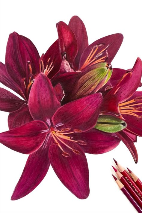 Color Pencil Sketch Flowers, Colored Pencil Artwork Ideas Flowers, Colour Pencil Flower Drawing, Colored Pencil Flower Drawing, Colourful Flowers Drawing, Coloured Pencils Drawing, Colored Pencil Artwork Easy, Pencil Colour Drawing Flower, Pencil Colours Art Drawings