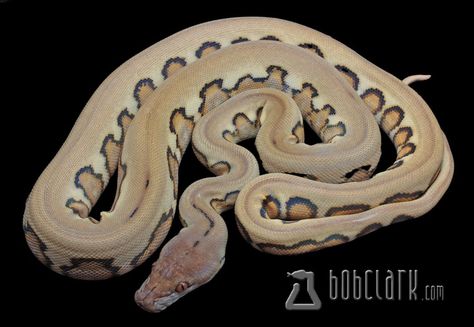 Jaguar het albino reticulated python, 2023 male Reticulated Python, Python, Reptiles, Jaguar