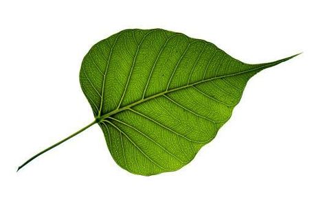 Bodhi Tree Leaf, Peepal Leaf, Bodhi Tree, Tree Leaves, Background Pictures, Image Types, Google Images, Plant Leaves, White Background