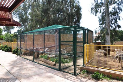 Rock hyraxes enclosure - ZooChat Unusual Pets, Rock Hyrax, Enclosure Design, Zoo Ideas, Community Signs, Unusual Animals, Pet Cage, Farm Yard, Zootopia