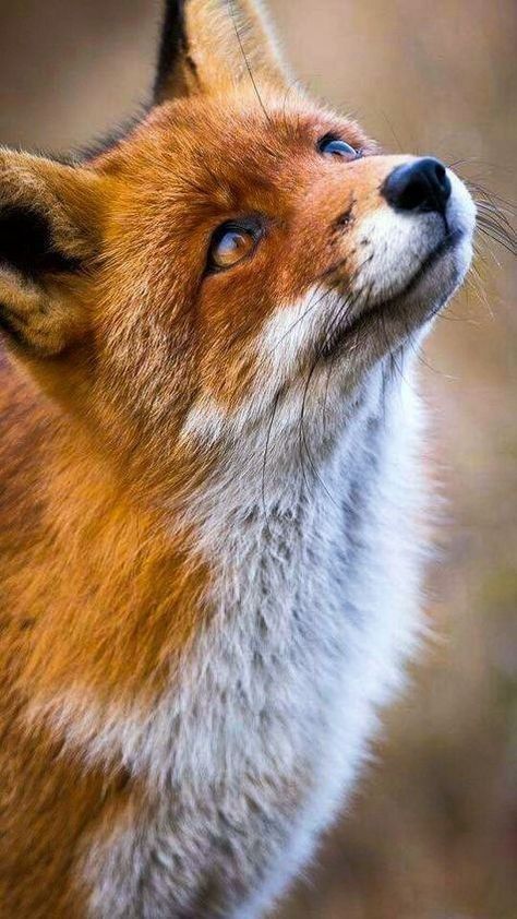 Fuchs Baby, Fox Pictures, Foxes Photography, Fox Painting, Hur Man Målar, Pet Fox, Pretty Animals, Fox Art, Cute Wild Animals