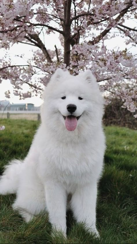 Very Cute Puppies, Samoyed Dogs, Cute Animals Puppies, Very Cute Dogs, Train Your Dog, Pretty Dogs, Fluffy Dogs, Pretty Animals, Cute Animals Images