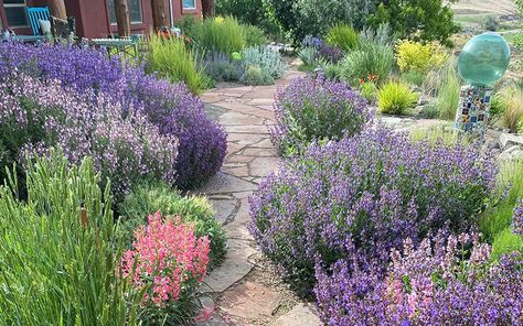 ZONE High Country Gardens, Sustainable Gardening, Waterwise Garden, Country Gardens, Water Wise, Sustainable Garden, Shade Trees, Ornamental Grasses, Flowers Perennials