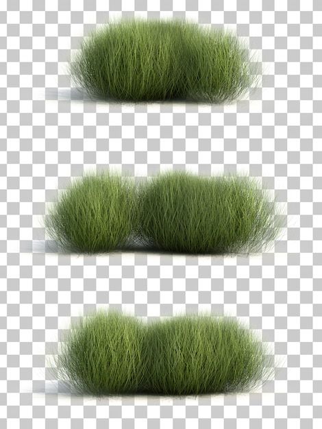 3d rendering of sedge grass Premium Psd | Premium Psd #Freepik #psd #grass #plant-grow #environment #plant Grass Photoshop, Tree Psd, Grass Png, Mexican Feather Grass, Landscape Architecture Graphics, Tree Photoshop, Grass Design, Grass Plants, Pink Grass