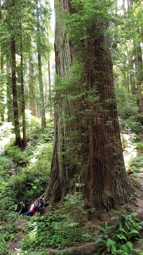 King Bigfoot: ‘Possible Bigfoot Photographed in Eureka Forest’ – Redheaded Blackbelt Bigfoot News, Green Corridor, Sky Walk, Redwood National Park, Plenty Of Fish, Humboldt County, Park Ranger, Forest Floor, Big Tree