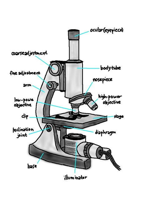 Compound Microscope Drawing Easy, Microscope Art Drawing, How To Draw Microscope, Lab Apparatus Drawing, Microscope Label, Compound Microscope Drawing With Label, Labeled Microscope, Compound Microscope Drawing, Microscope Drawing With Label