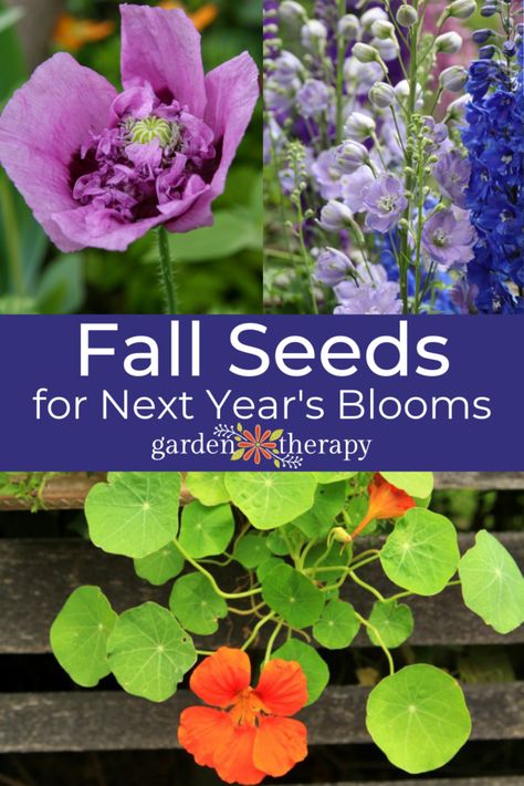 Fall Planting Perennials, Diy Backyard Projects, Seeds Planting, Fall Flowers Garden, Garden Therapy, Seed Starter, Paper Flower Crafts, Cut Flower Garden, Garden Yard Ideas