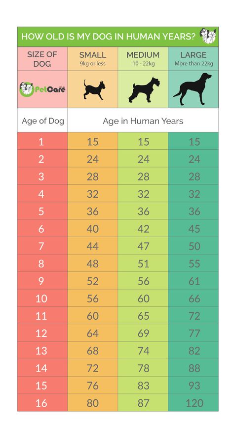 Dog Years Calculator | Convert Dog Age ... Dog Years Chart, Dog Age Chart, Age Calculator, Old Pug, Every Dog Breed, Big Dog Breeds, Dog Calendar, Dog Breeds Medium, Pet Corner