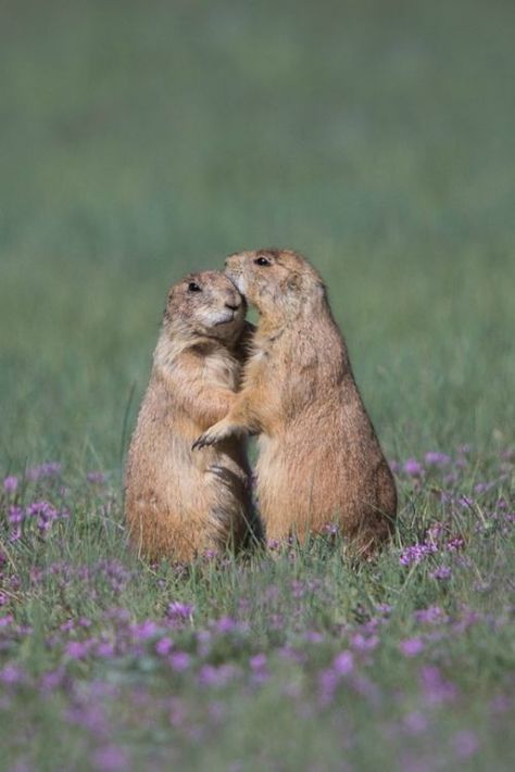 Groundhog Pictures, Prairie Dogs, Prairie View, Open Range, Cute Small Animals, Prairie Dog, Animals Friendship, Silly Animals, Christmas Mom