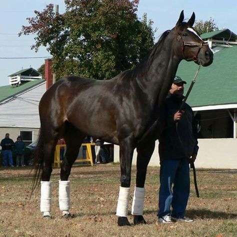 Zenyatta Zenyatta Horse, Pictures Of Horses, Thoroughbred Racehorse, Thoroughbred Horse Racing, Famous Horses, Horse Inspiration, Sport Of Kings, Race Horse, Most Beautiful Horses