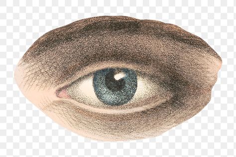 Eye Collage, Eye Png, Aesthetic Statue, Collage Materials, Female Gaze, Collage Images, Png Stickers, Eye Eye, Png Aesthetic