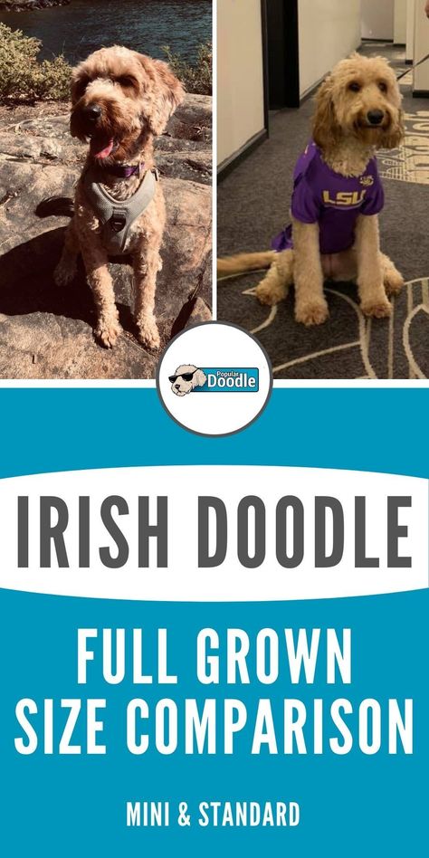 Mini Irish Doodle, Doodle Dog Breeds, Irish Doodle, Poodle Mix Breeds, Poodle Mix Puppies, Doodle Breeds, Puppy Facts, Poodle Mix Dogs, Cool Doodles