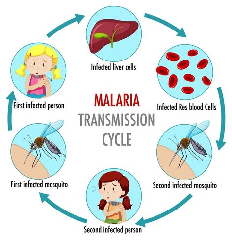 Malaria Infographic, Malaria Poster, Awareness Poster, Infographic Illustration, Shiva Shakti, Blood Cells, Opening Day, Life Cycle, Life Cycles