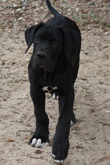 Black Great Dane, Cute Dog Costumes, Black Great Danes, Dane Puppies, Great Dane Puppy, Dane Dog, Great Dane Dogs, Weimaraner, Black Dog