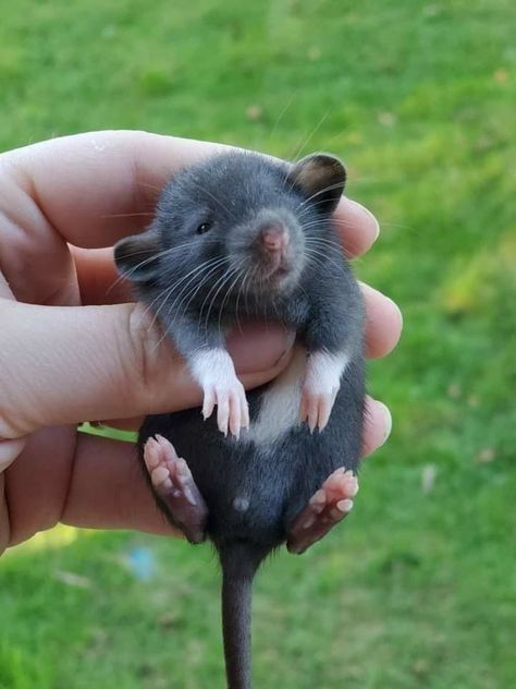 Cute Animal Pfp, Baby Rat, Rattus Rattus, Animal Pfp, Dumbo Rats, Pet Aesthetic, Cute Animal Character, Baby Rats, Pet Illustration