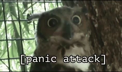 Panic Attack GIF - PanicAttack Owl Bird - Discover & Share GIFs Bird Animated, Owl Bird, Diabolik Lovers, Diabolik, Friday The 13th, Animated Gif, Cool Gifs, Gif, On Twitter