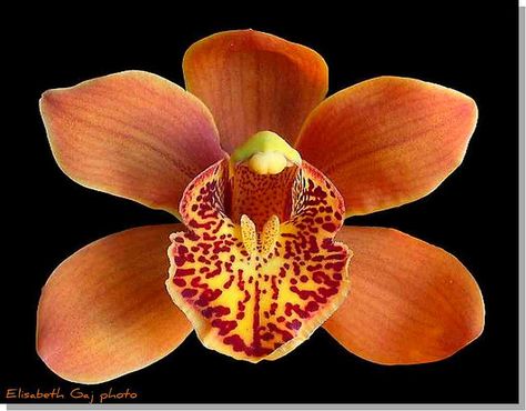 Orchid by Elisbeth Gaj. Orange Cymbidium Orchid, Brown Orchid, Orchid Wallpaper, Orchid Drawing, Orange Orchid, Orchid Photo, Orchid Color, Rare Orchids, Exotic Orchids