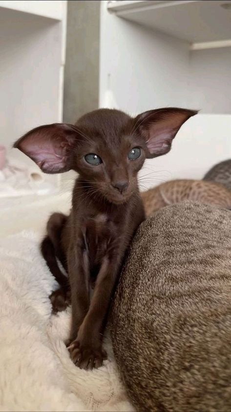 Cute Hairless Cat, Gorgeous Cats, Pretty Animals, Silly Animals, Fluffy Animals, Cute Animal Photos, Funny Cute Cats, Cute Cats And Dogs, Silly Cats