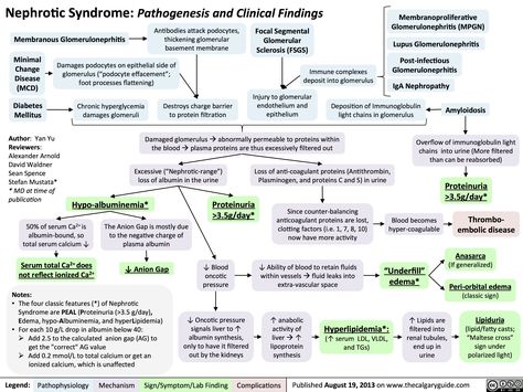 Nephrotic Syndrome: Pathogenesis and Clinical Findings Nephrotoxic Medications, Basement Membrane, Nephrotic Syndrome, Medical Mnemonics, Mcat Study, Medical Facts, Medical School Studying, Nursing School Notes, Medical School Essentials