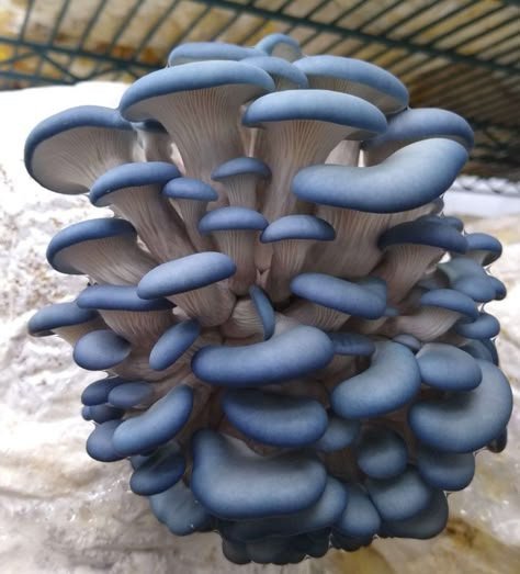 FAST SHIPPING! GREAT CUSTOMER SERVICE! We offer cultivation help for our customers free of charge. This listing is for one to ten 10ml Blue Oyster mushroom liquid culture syringe's and an 18 gage needle. Please select your desired quantity. Also, we do carry  additional functional/medicinal mushroom liquid cultures. If you have any interest in any of the following that aren't part of this listing you can visit our Etsy store, https://livewellemporium.etsy.com, or message us if you don't see the combination you would like in our multipacks: LIONS MANE CHESTNUT SHIITAKE MAITAKE ENOKI TURKEY TAIL CHICKEN OF THE WOODS CORDYCEPS TRUE MOREL RED REISHI ANTLER REISHI KING OYSTER BLACK PEARL OYSTER BLUE OYSTER GOLDEN PYSTER PINK OYSTER WHITE OYSTER PIOPPINO AKA BLACK POPLAR PHOENIX OYSTER TARRAGON Oyster Mushroom Cultivation, Rye Grain, King Oyster, Chicken Of The Woods, Pearl Oyster, Mushroom Pictures, Turkey Tail, Mushroom Cultivation, Oyster Mushroom