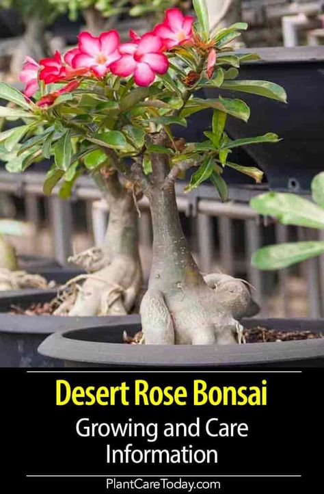 Desert Rose Bonsai (Adenium Obesum) small hardy easy to grow succulent tree, producing pink white or red flowers, glossy leaves and a bulbous base Desert Rose Succulent, Adenium Obesum Desert Rose, Dessert Rose Plant, Bonsai Growing, Hawaii Plants, Desert Rose Care, Adenium Bonsai, Impala Lily, Rose Bonsai