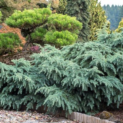 Cobblestone Backyard, Fall Landscaping Front Yard, Evergreen Landscaping, Lake House Landscaping, Conifer Garden, Cedrus Deodara, Colorado Spruce, Front Flower Bed, Landscape Ideas Front Yard Curb Appeal