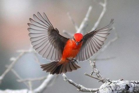 Vermilion Flycatcher (Pyrocephalus rubinus) in Texas, USA. Vermilion Flycatcher, American Birds, Bird Flying, Birds In The Sky, Kinds Of Birds, Red Bird, North And South America, Pet Bird, Texas Usa