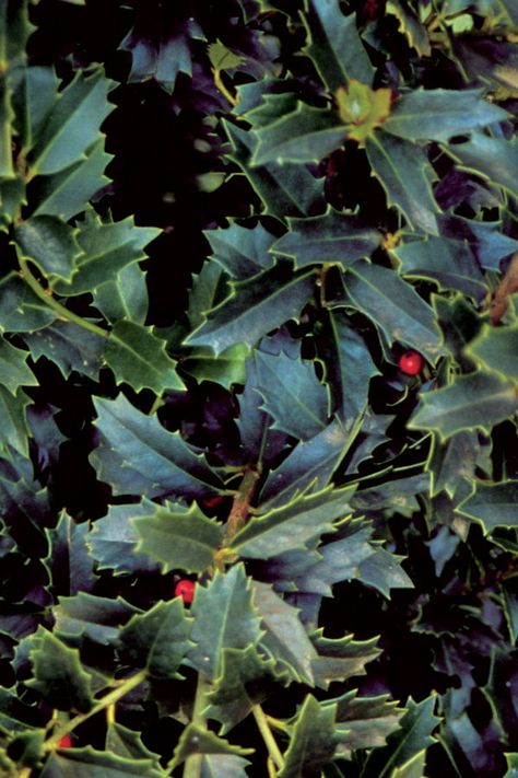 'Tis the season for Oakland Holly. This upright, evergreen beauty is an elegant accent or screen. Oakland Holly Tree, Oakland Holly, Southern Living Plants, Sustainable Landscaping, Holly Tree, Side Garden, Plant Combinations, Green Foliage, Southern Living