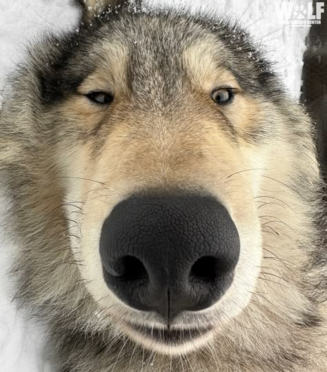 Silly Wolf Pictures, Wolf Icon Aesthetic, Silly Wolves, Close Up Animals, Wolf Fursona, Silly Wolf, Cute Wolves, Wolf Magic, Brown Wolf