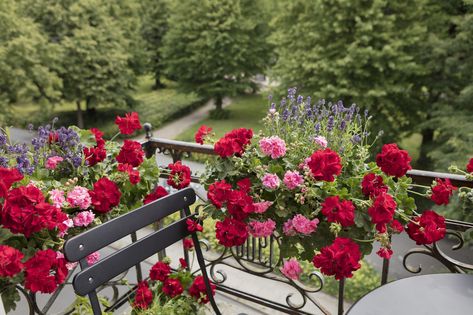 Balcony appeal Pallet Projects Garden, Geranium Plant, Balcony Flowers, Balcony Plants, Summer Plants, Beautiful Flowers Garden, Nature Garden, Green House, Green Life