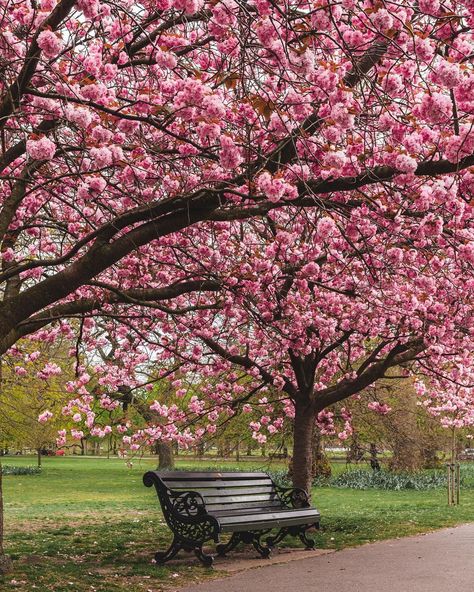 Michael (@sparrowinlondon) posted on Instagram: “A shot from the famous cherry blossom avenue, when I gave some advice on how to photograph an empty bench! If no one sits on the bench…” • Apr 20, 2022 at 5:19pm UTC Cherry Blossom Tree Backyard, Cherry Blossom Field, Cherry Blossoms Aesthetic, Cherry Blossom Grove, Bench Aesthetic, Aesthetic Cherry Blossom, Orchestra Poster, Cherry Blossom Aesthetic, Cherry Blossom Garden